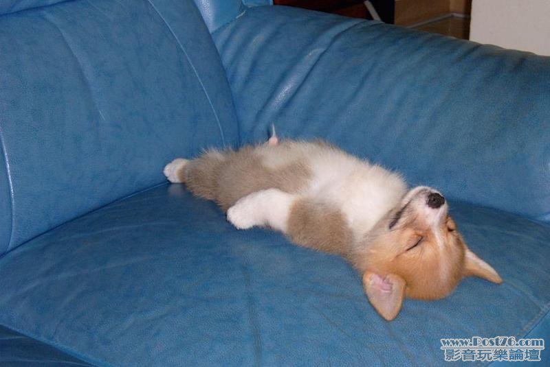 passedoutcorgida5[1].jpg