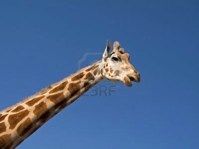 603817-a-close-up-of-a-giraffe-showing-the-head-and-long-neck.jpg