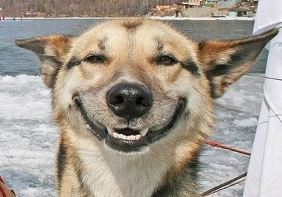 smiling-dog-2.jpg