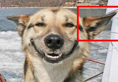 smiling-dog-2.jpg