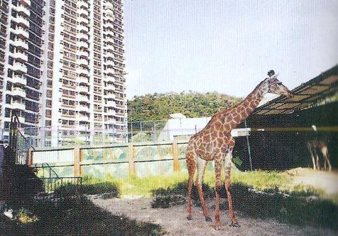 荔園，動物園，長頸鹿，未知年份.jpg