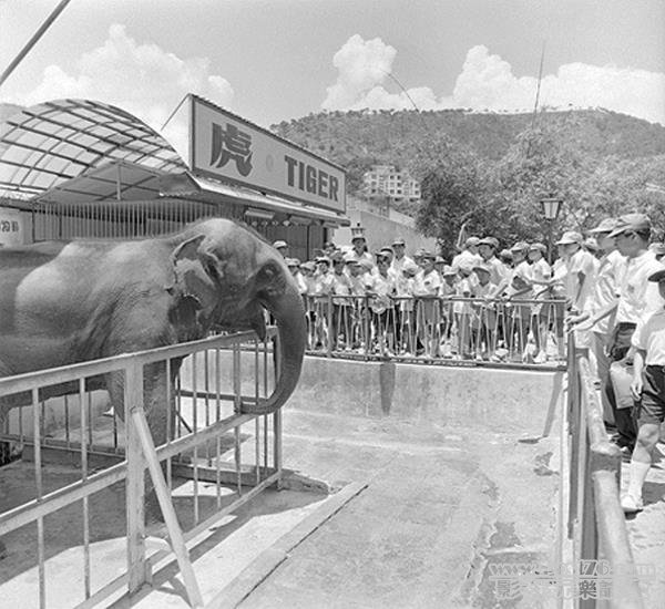 荔園，動物園，大象天奴，未知年份.jpg