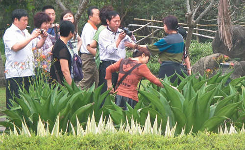 拍風景的大陸遊客團，轉頭搶拍「蘭花留言板」。 