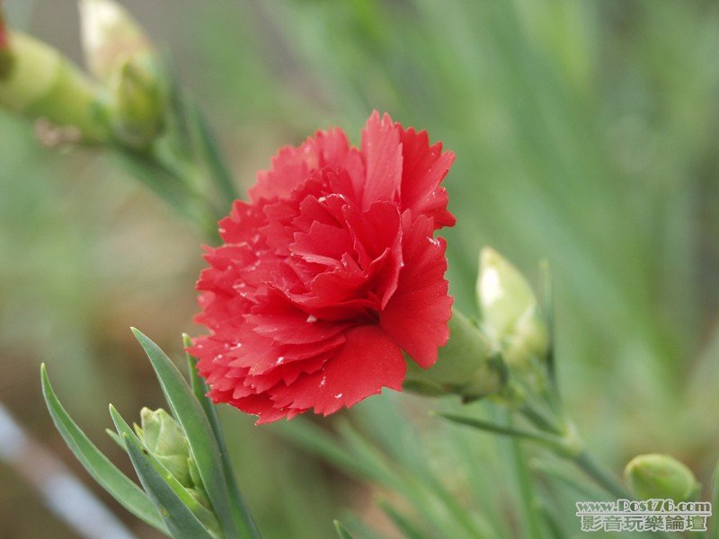 W_carnation4051.jpg