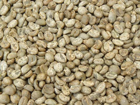 kopi luwak arabica - java.jpg