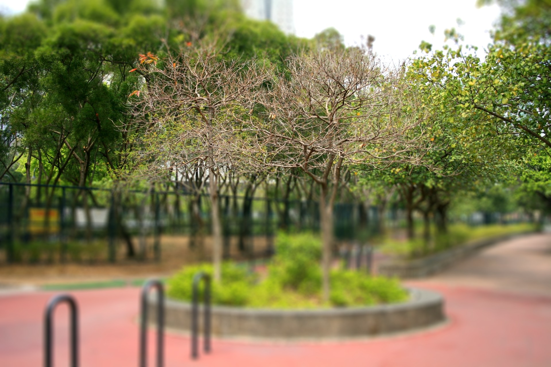 IMG_0832-tiltshift.jpg