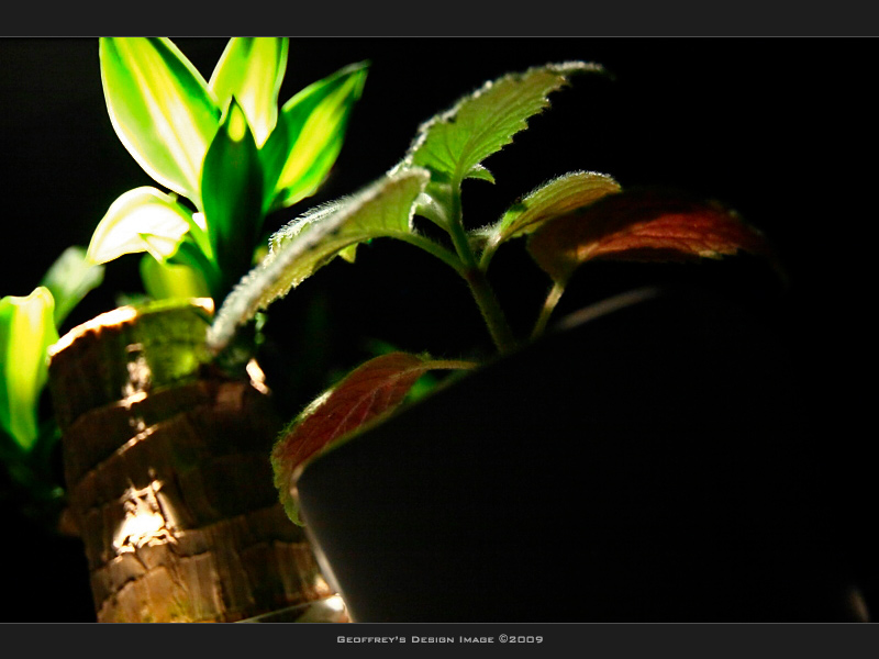 Plant-H2.jpg