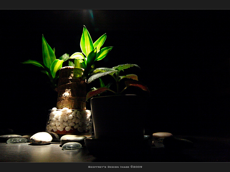 Plant-H1.jpg