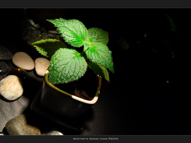 Plant-H3.jpg
