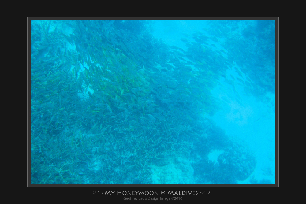 Honeymoon-18Mar2010-Diving-12.jpg