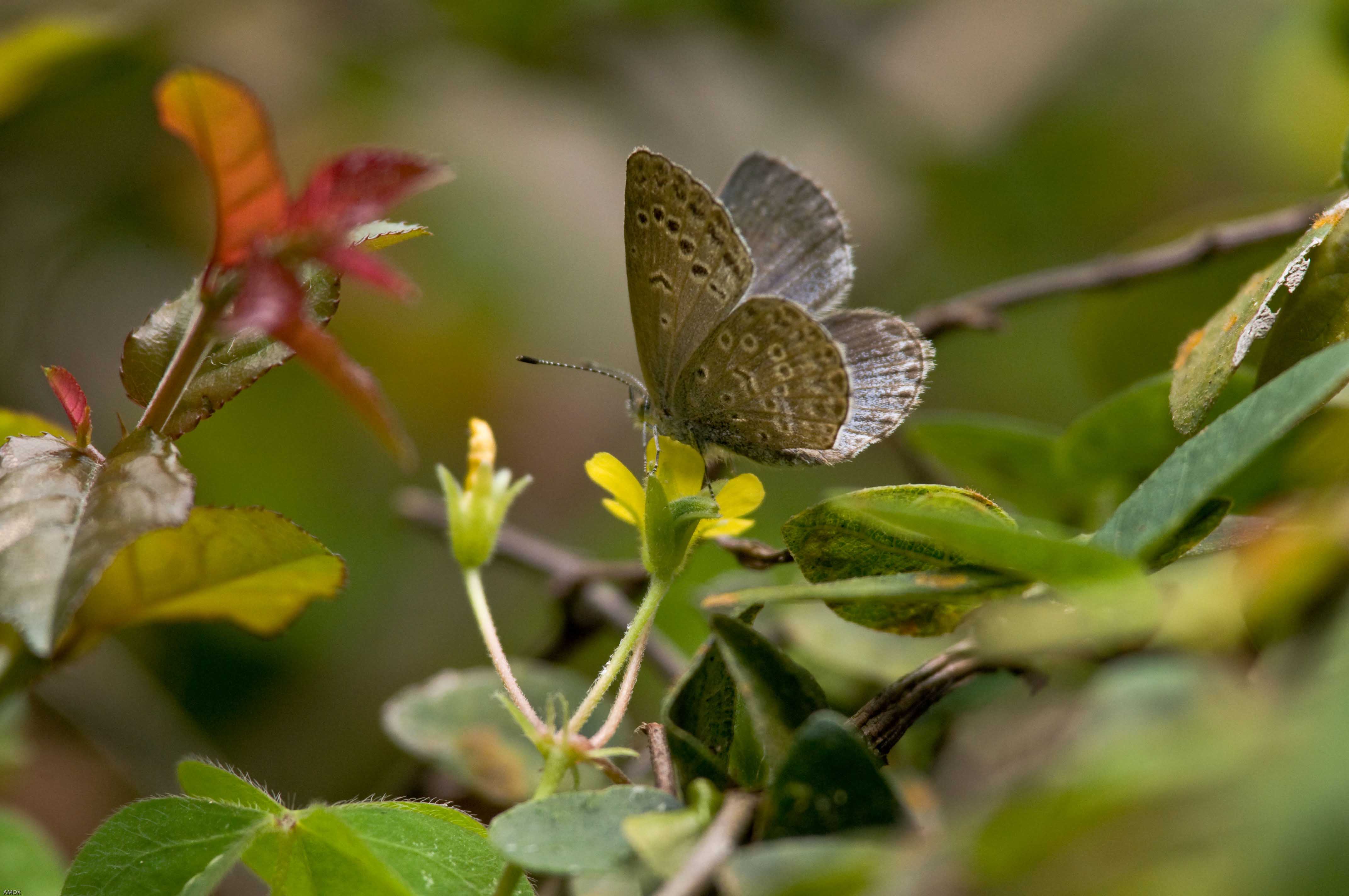 Zizina otis (Lesser Grass Blue) 毛眼灰蝶