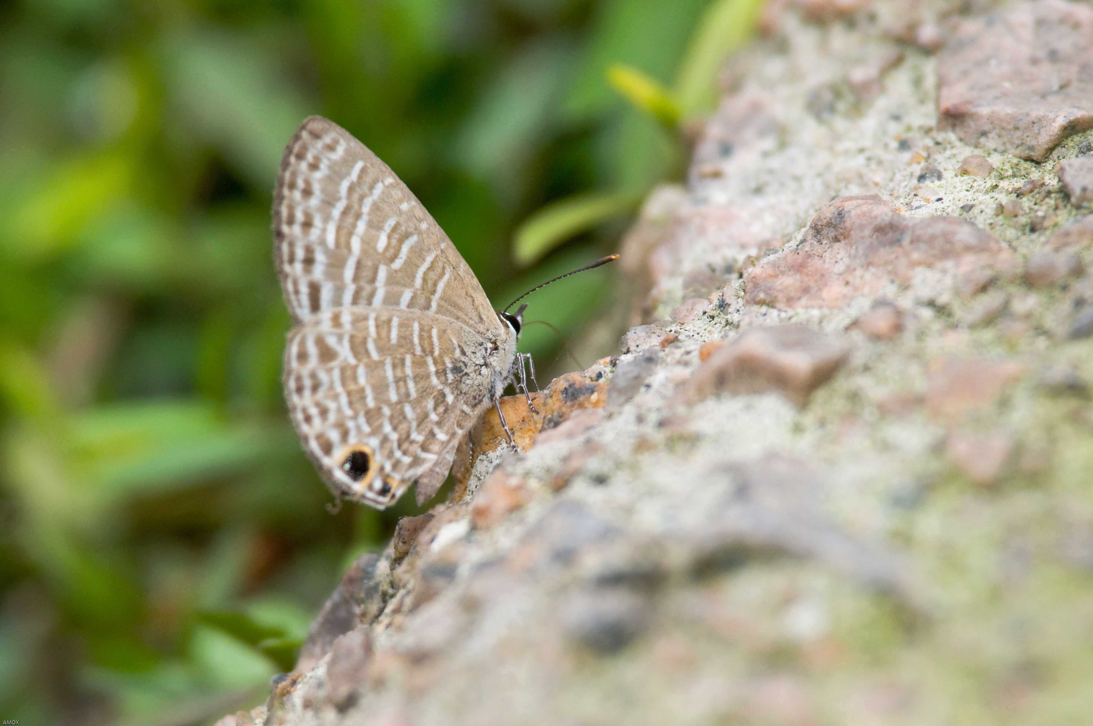 Lampides boeticus (Long-tailed Blue) 亮灰蝶