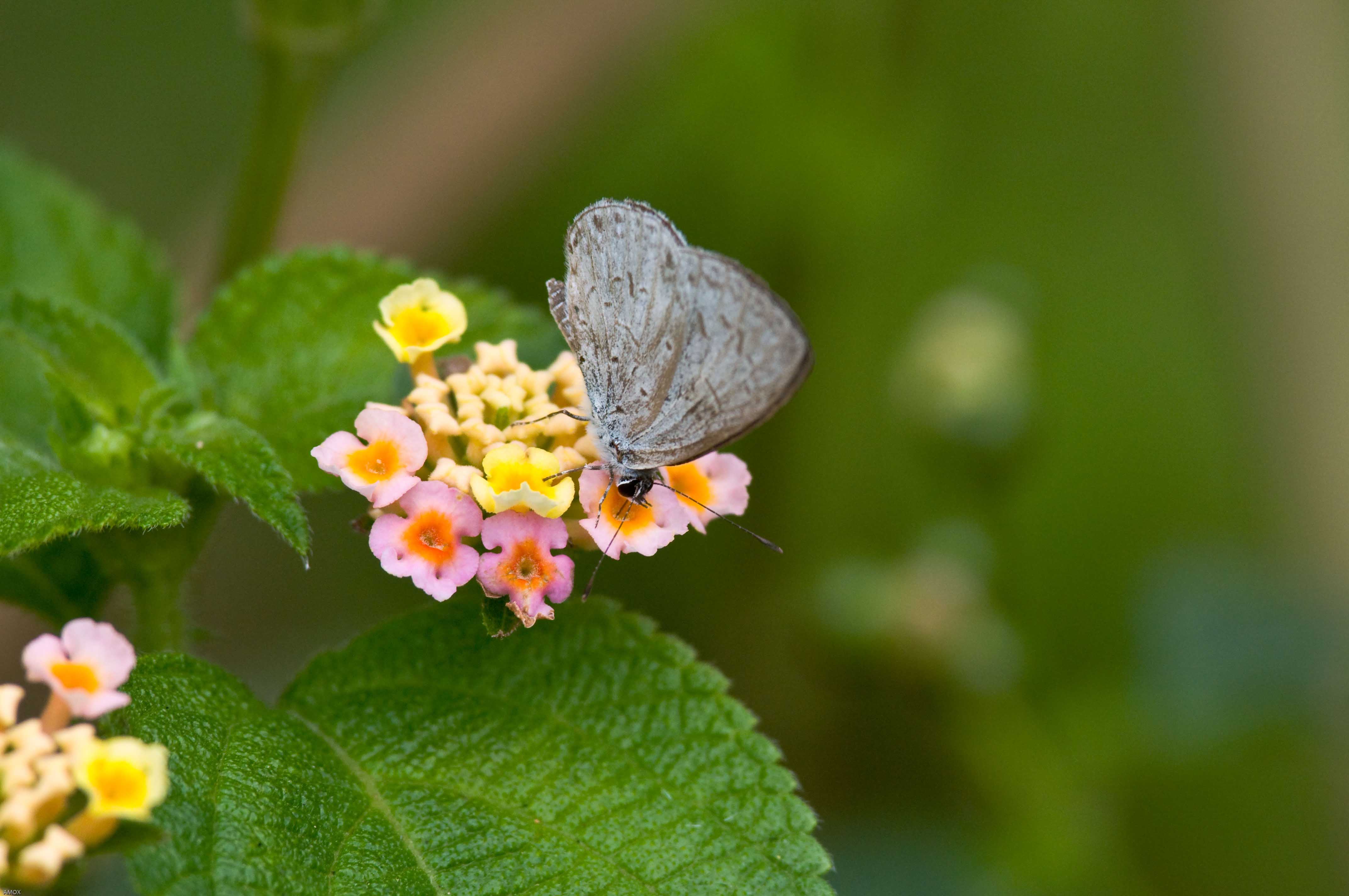 Acytolepis puspa (Common Hedge Blue) 鈕灰蝶