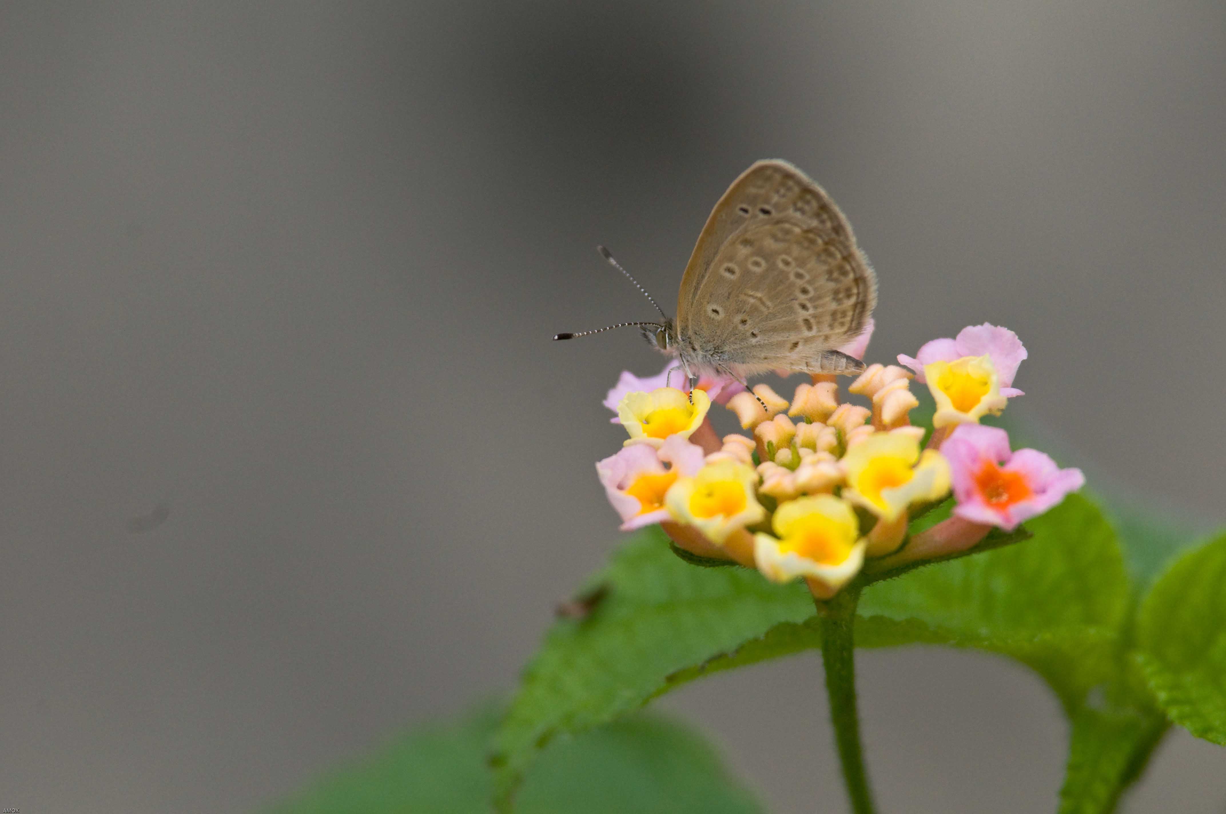 Zizina otis (Lesser Grass Blue) 毛眼灰蝶