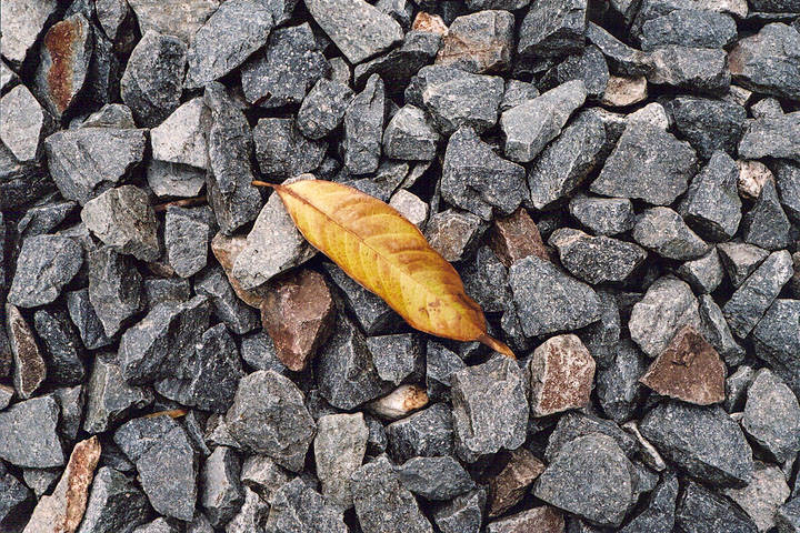 leaf1.jpg