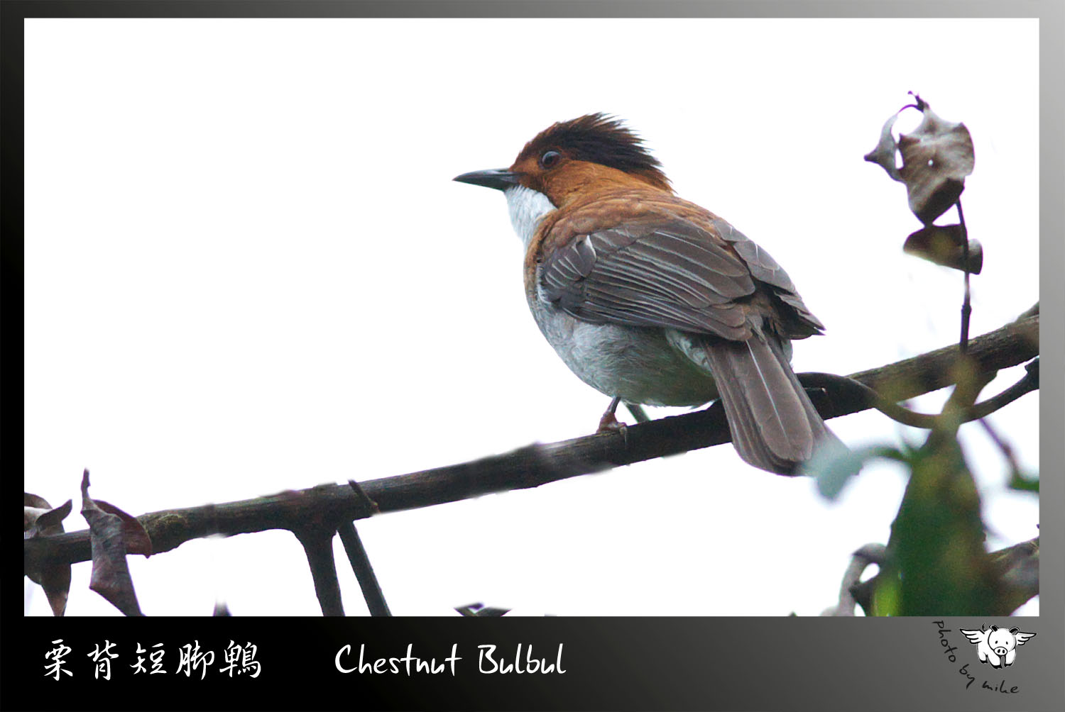 CHESTNUTBULBUL.jpg