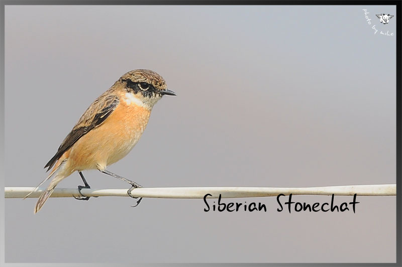 STONECHAT.jpg