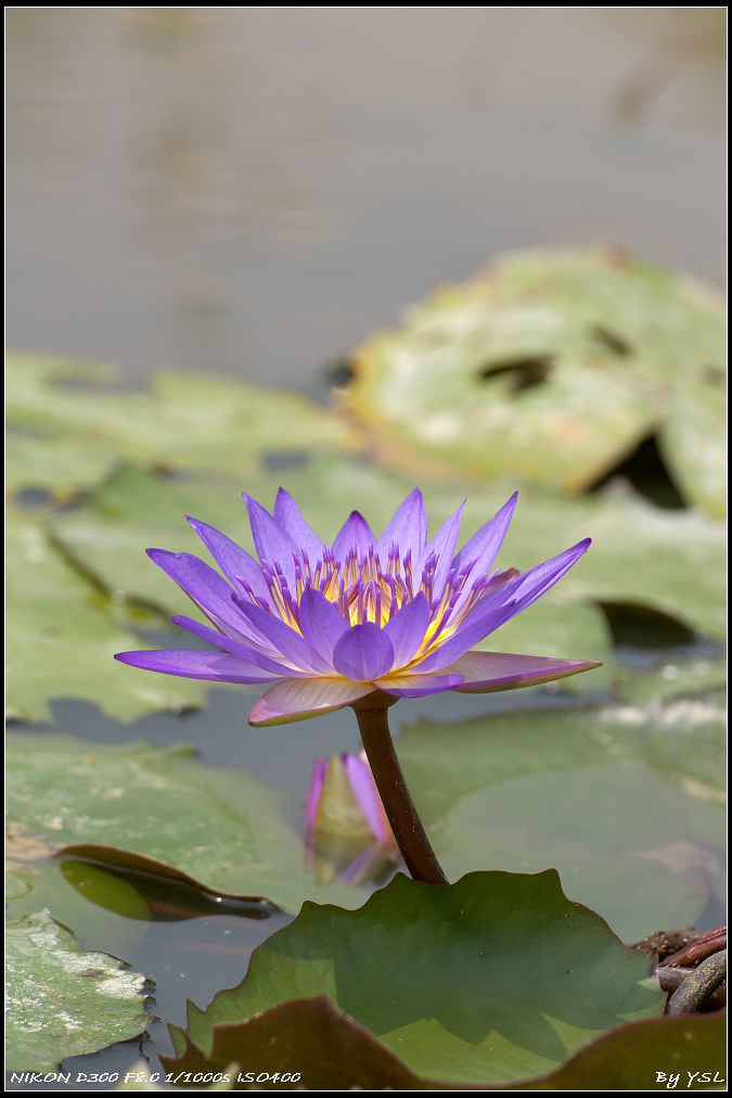 遠處有朵花