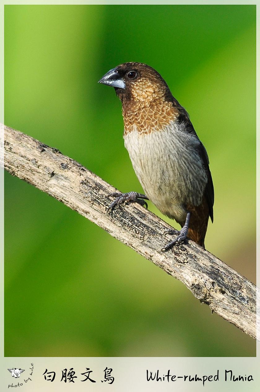 Munia_S.JPG