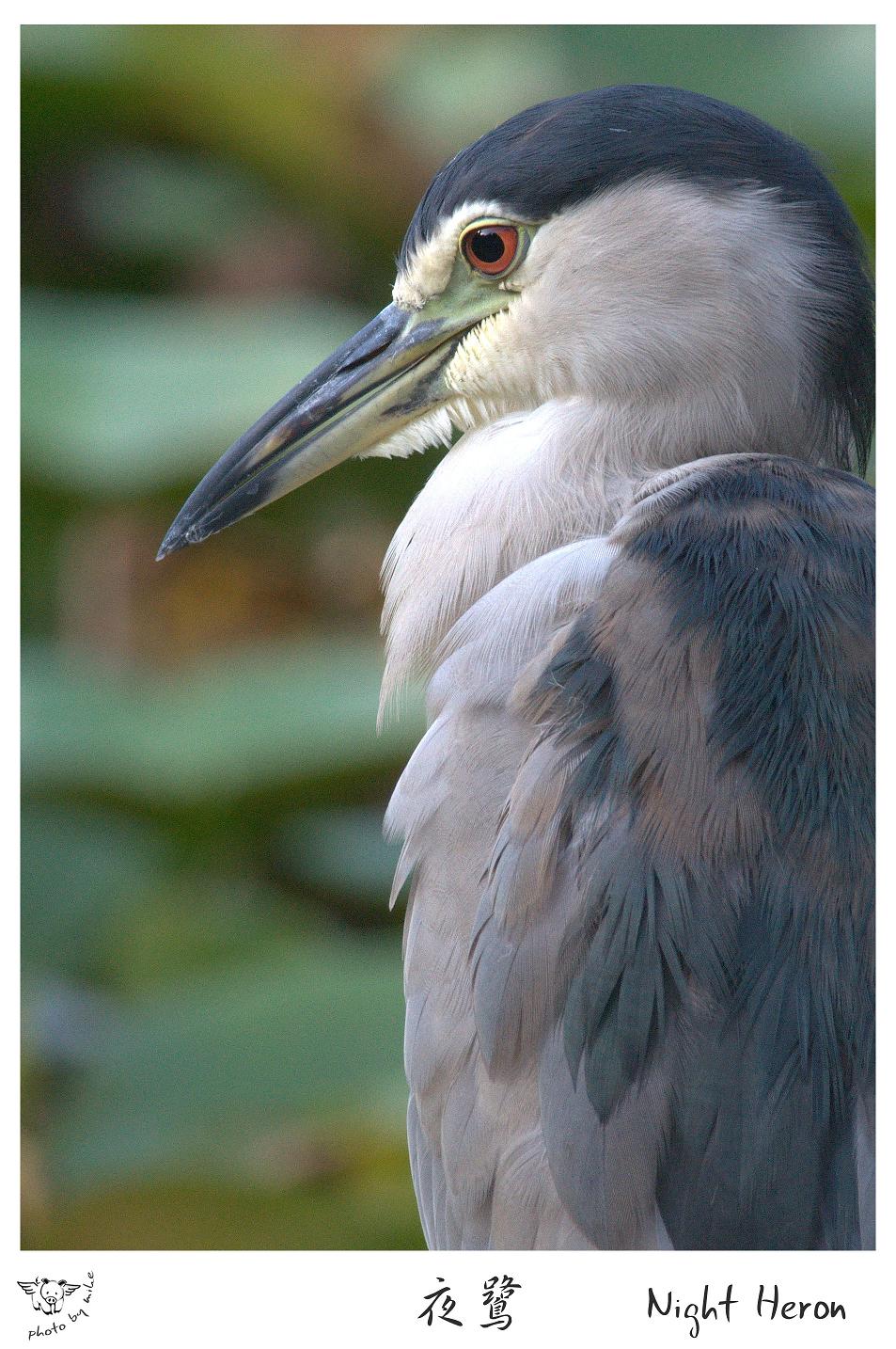 NIGHT_HERON_FRAMES.JPG