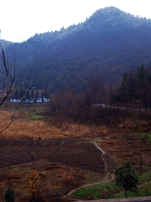 民宿外的農田風景。