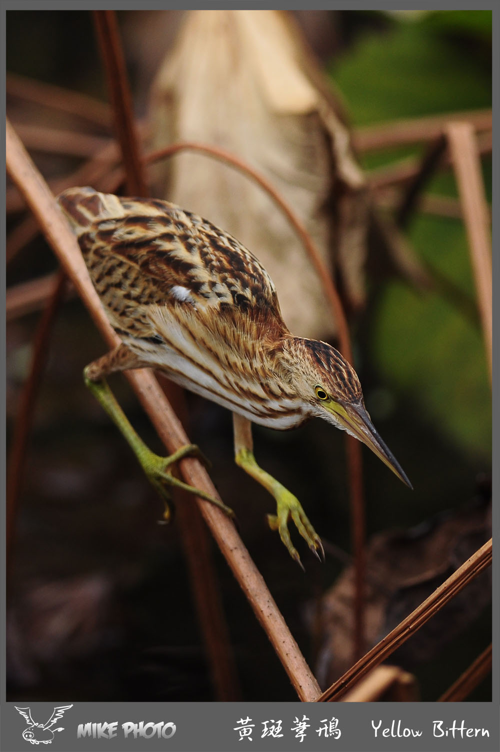 yellow_bittern01s.jpg