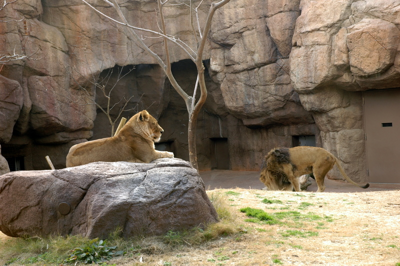 Lions