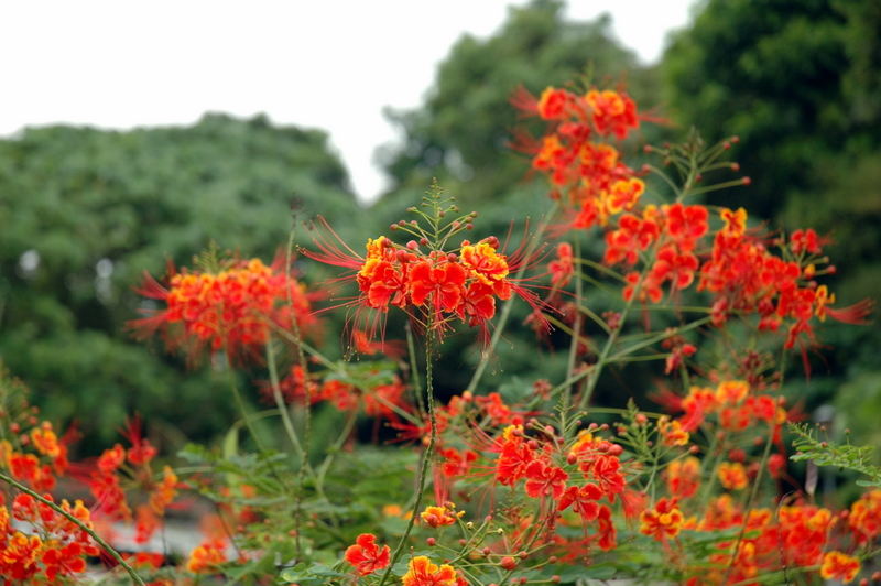 沿途影花一朵