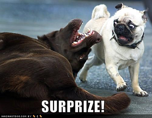 funny-dog-pictures-surprise-pug[1].jpg