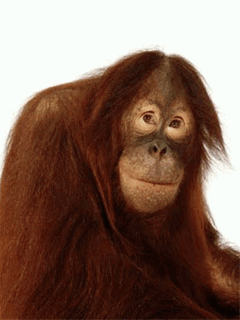 Funny (100).gif