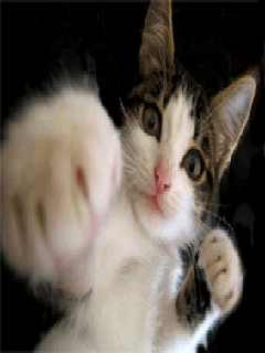 Funny (103).gif