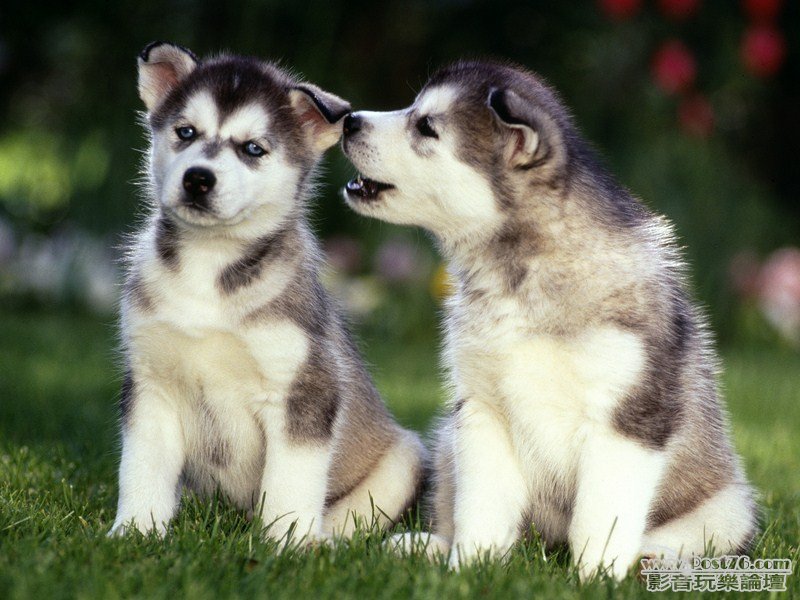 Siberian Husky Puppies (Copy).jpg