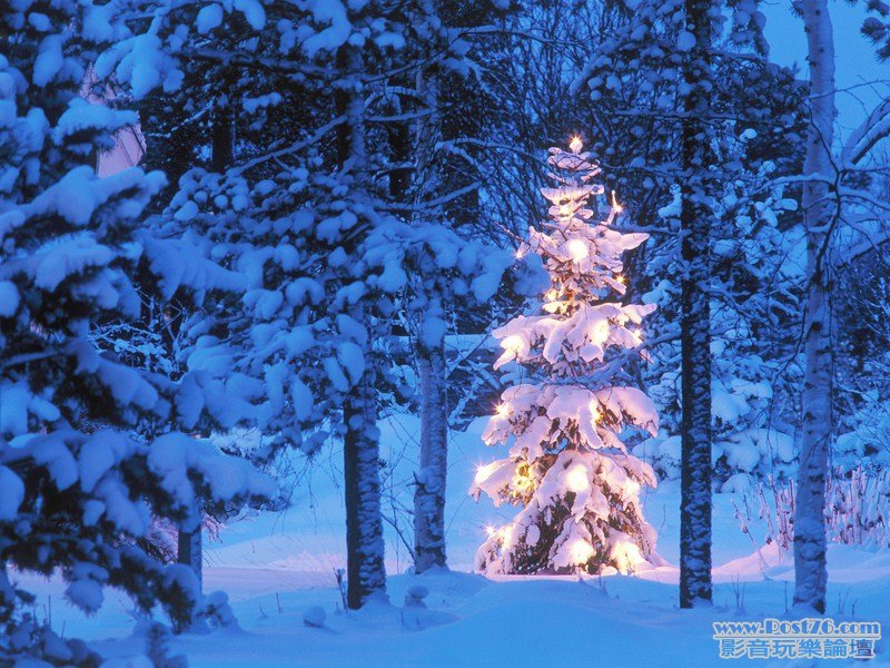 Christmas Tree at Dusk, Vasterbotten, Sweden (Copy).jpg