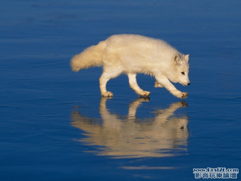 Arctic Fox on Ice, Colorado (Copy).jpg