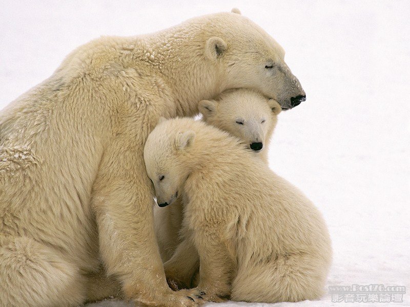 Cuddling Polar Bear Mother and Cubs (Copy).jpg