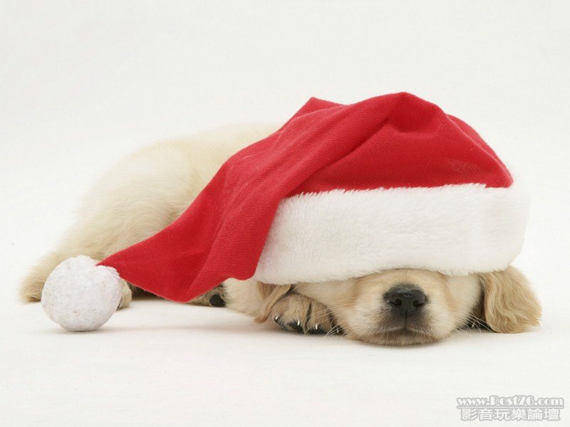 Not a Creature Was Stirring (Copy).jpg
